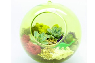 Plant Nite: Succulent Terrarium in Lime Hanging Globe
